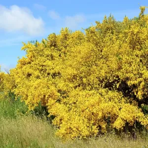 Blooming Common broom (Cytisus scoparius) Blooming Common broom (Cytisus scoparius)
