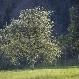 A blooming fruit tree stands in a meadow with a raised stand at the edge of the forest in soft light