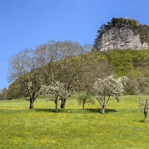 Blooming Fruit Trees Print, Wisen, Solothurn, Switzerland