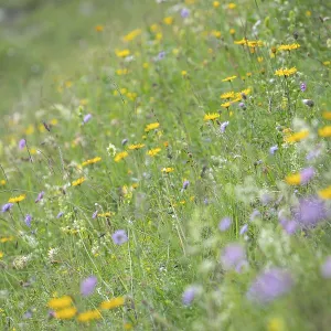 Blooming herb meadow on the alpine pasture in the Bavarian Alps
