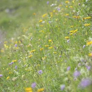 Blooming herb meadow on the alpine pasture in the Bavarian Alps