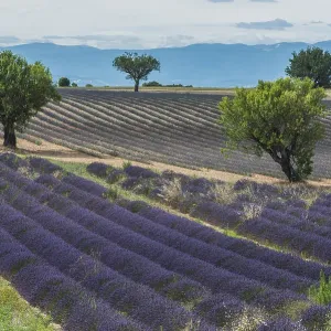 Blooming lavender field, Plateau de Valensole in Valensole Blooming lavender field, Plateau de Valensole in Valensole