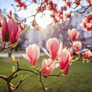 Blooming magnolia tree in spring