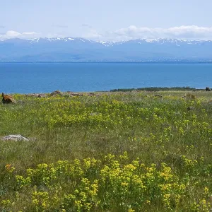 Blooming meadow in front of a lake with mountains in the background