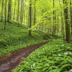 Blooming ramson (Allium ursinum)