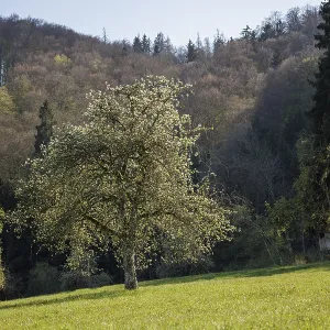 A blooming tree in a green meadow surrounded by a wooded hill in the background