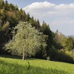 A blooming tree on a green meadow in front of a thick forest under a blue sky with scattered clouds