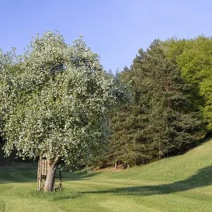 A blooming tree in a meadow with shady forest in the background in sunny weather