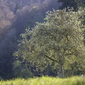 A blooming tree stands in a meadow in front of a wooded hill in mild spring light