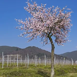 Blossoming almond tree (Prunus dulcis) Blossoming almond tree (Prunus dulcis)