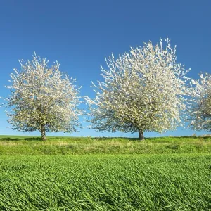Blossoming Cherry Trees Print, Eckartsberga, Germany Blossoming Cherry Trees Print, Eckartsberga, Germany