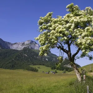 Blossoming elder bush on the Eisenaualm with Schafberg Blossoming elder bush on the Eisenaualm with Schafberg
