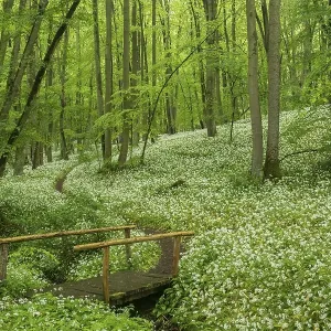 Blossoming Ramsons (Allium ursinum)