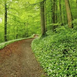 Blossoming Wild Garlic (Allium ursinum) in Sihlwald Forest near Zurich Blossoming Wild Garlic (Allium ursinum) in Sihlwald Forest near Zurich