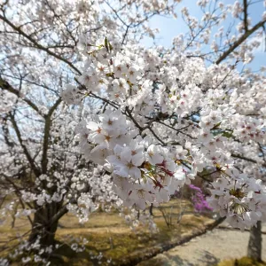 Blossoms, Blooming Cherry Trees Blossoms, Blooming Cherry Trees