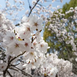 Blossoms, Blooming Cherry Trees