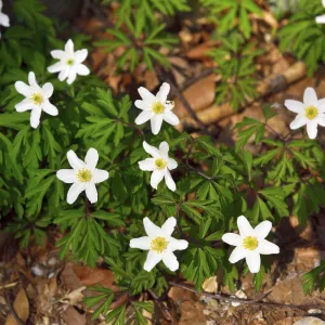 Blossoms of wood anemone (Anemone nemorosa) on forest floor at Monchsberg
