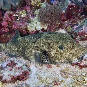 A blowfish, giant pufferfish (Arothron stellatus)