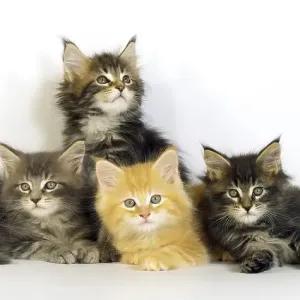 Blue Blotched Tabby, Brown Tortie Blotched Tabby Blue Blotched Tabby, Brown Tortie Blotched Tabby