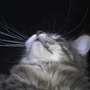 Blue Blotched Tabby Maine Coon Domestic Cat