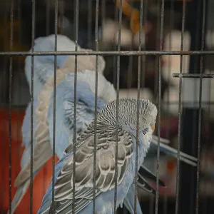 Blue budgerigars or melopsittacus undulatus perched inside a cage at a pet shop Blue budgerigars or melopsittacus undulatus perched inside a cage at a pet shop