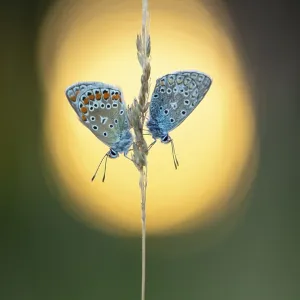 Blue butterfly (Polyommatus icarus) Blue butterfly (Polyommatus icarus)