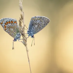 Blue butterfly (Polyommatus icarus) Blue butterfly (Polyommatus icarus)