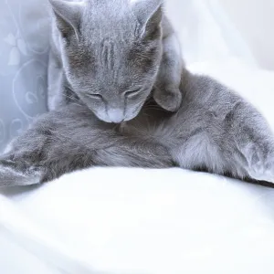 Blue cat making hygienic action at home Blue cat making hygienic action at home