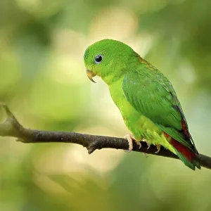 Blue-crowned hanging parrot, Loriculus galgulus