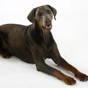 Blue Doberman Pinscher Print