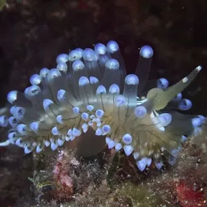 Blue glowing striped thick-billed slug (Janolus cristatus) in a dark underwater habitat Blue glowing striped thick-billed slug (Janolus cristatus) in a dark underwater habitat