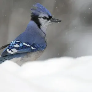 Blue Jay Print, Ontario Landscape Blue Jay Print, Ontario Landscape