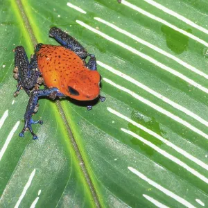 Blue jeans dart frog (Dendrobates pumilio) on a leaf