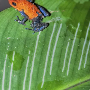 Blue jeans dart frog (Dendrobates pumilio) on a leaf