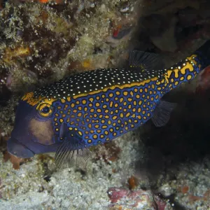 Blue-orange boxfish with a dotted pattern Print Blue-orange boxfish with a dotted pattern Print