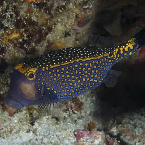 Blue-orange boxfish with a dotted pattern Print Blue-orange boxfish with a dotted pattern Print