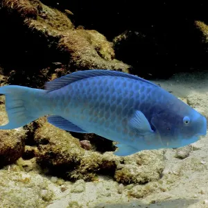 Blue parrotfish (Scarus coeruleus)