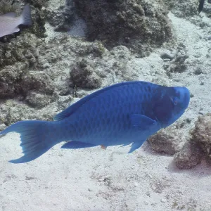 Blue parrotfish (Scarus coeruleus)