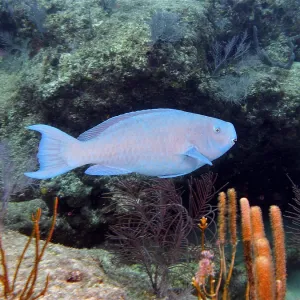 Blue parrotfish (Scarus coeruleus)