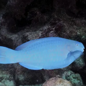 A blue parrotfish (Scarus coeruleus) glides across the seabed