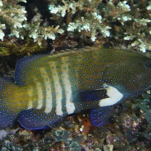 Blue peacock grouper (Cephalopholis argus) with spots in a coral landscape