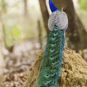 Blue peacock (Pavo cristatus), India Blue peacock (Pavo cristatus), India