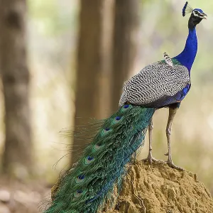 Blue peacock (Pavo cristatus), India Blue peacock (Pavo cristatus), India