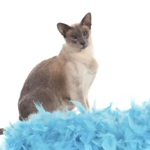 Blue point siamese cat with blue feathers Blue point siamese cat with blue feathers