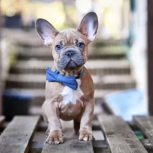 Blue red fawn French Bulldog dog puppy wearing blue bow tie Blue red fawn French Bulldog dog puppy wearing blue bow tie