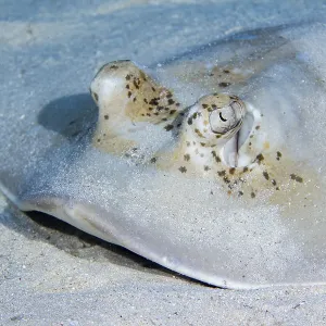 Blue spotted stingray (Neotrygon kuhlii) Blue spotted stingray (Neotrygon kuhlii)