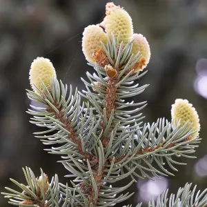 Blue spruce branch, with cobweb Blue spruce branch, with cobweb