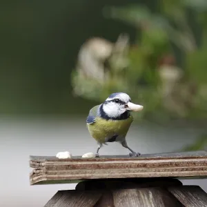 Blue tit (Cyanistes caeruleus) Blue tit (Cyanistes caeruleus)