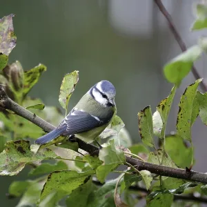 Blue tit (Cyanistes caeruleus) Blue tit (Cyanistes caeruleus)