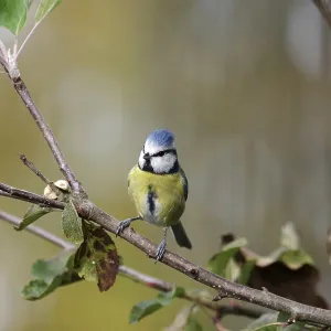 Blue tit (Cyanistes caeruleus) Blue tit (Cyanistes caeruleus)